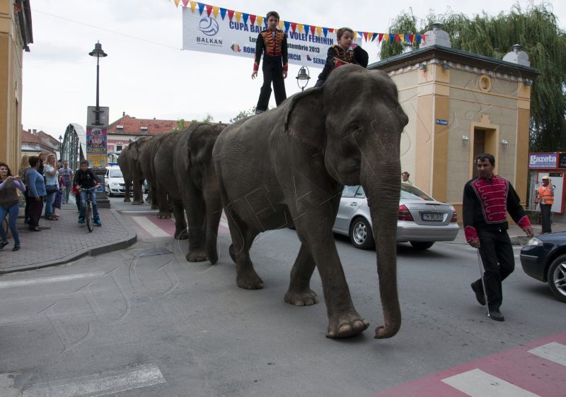 parada elefantilor prin lugoj 2013 lugojeanul foto (16)